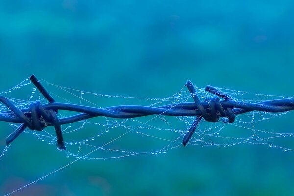 Auf Stacheldraht ein Spinnennetz mit Wassertropfen