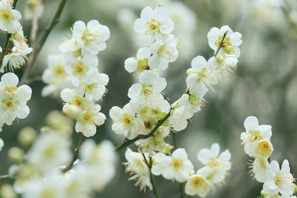 Pequeñas flores de cerezo blanco