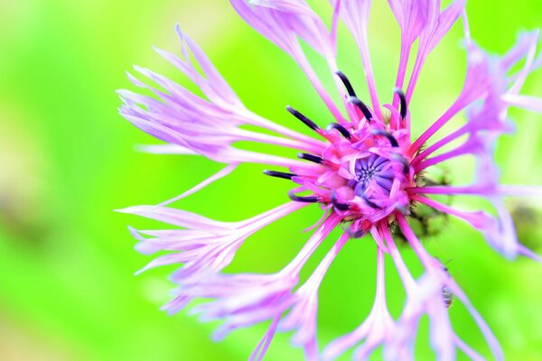 Brightness of colors , Cornflower in the meadow