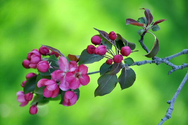 Ramo di un albero con fiori rosa