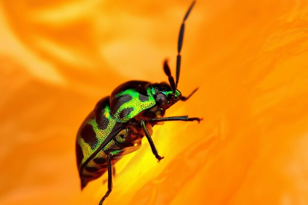 Golden-emerald beetle on an orange background