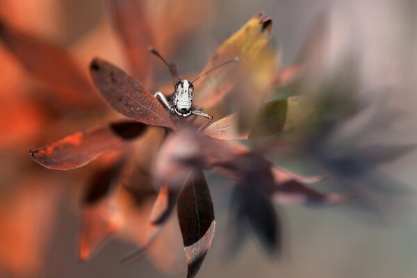 Fotografía macro de un saltamontes en una hoja de hierba