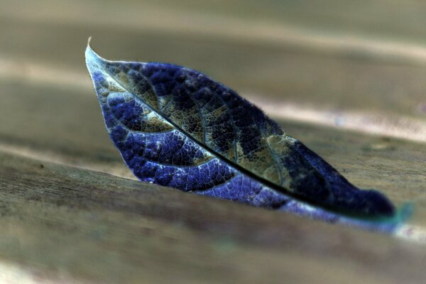 Blaues Blatt, das in den Brettern stecken bleibt