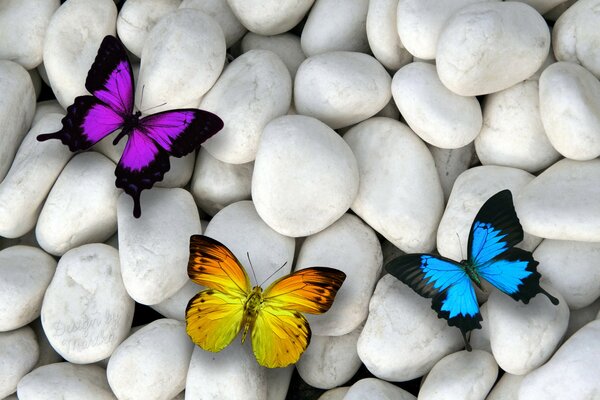 Colorful butterflies sit on white stones