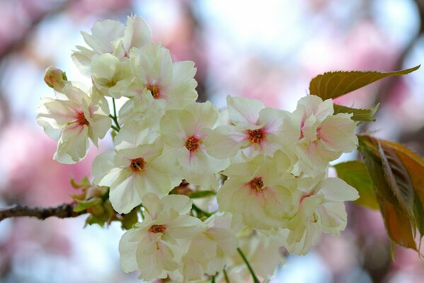 Bourgeons blancs et roses et fleurs sur l arbre