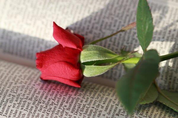 Flower rose book letters