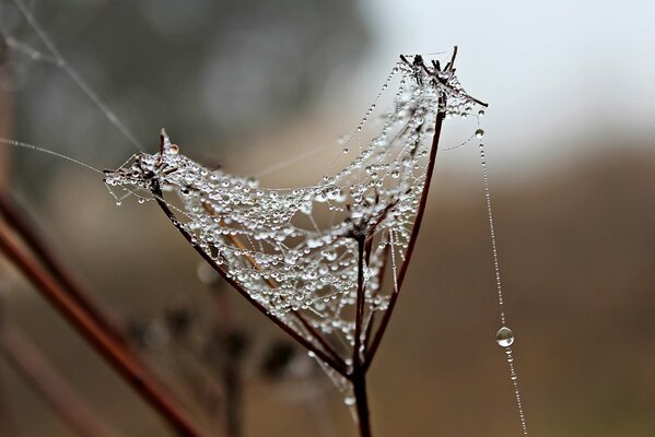 Gotas de rocío en la telaraña