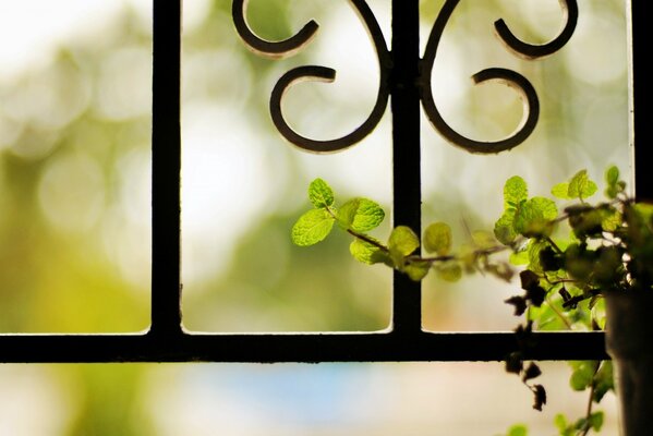 Blume auf Gitter Hintergrund