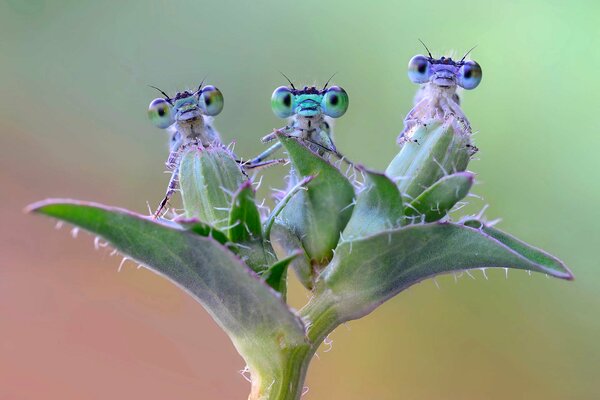 Insectes drôles sur une branche de plante