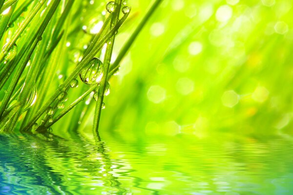 Rocío verde en reflejo en el agua