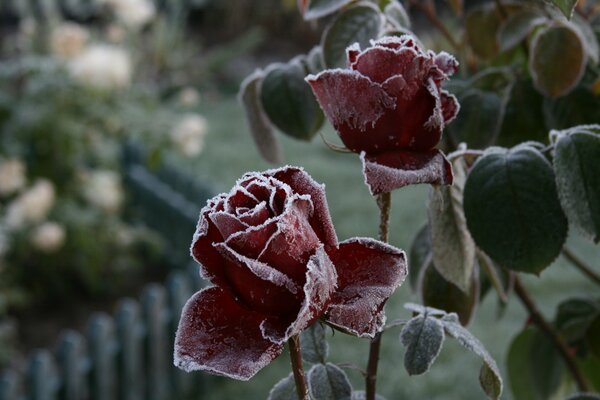 Rosas rojas congeladas en escarcha