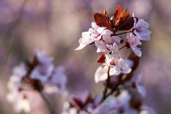 Erste Blumen an Obstbäumen