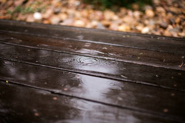 Raindrops on a dark tree