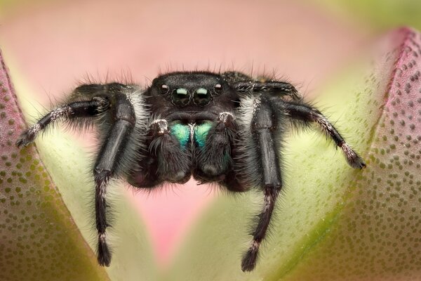 The spider is preparing to jump on the flower