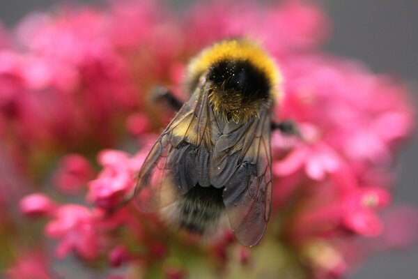 Eine Hummel, die Nektar aus rosa Blüten sammelt