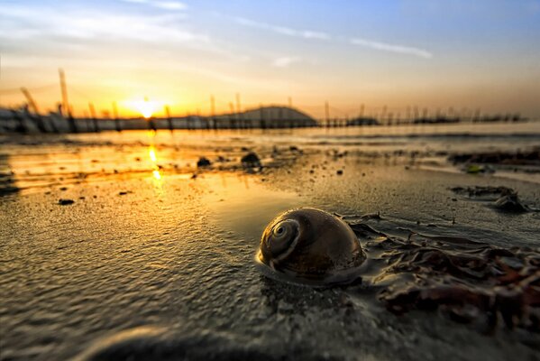 A shell in the water on the background of sunset