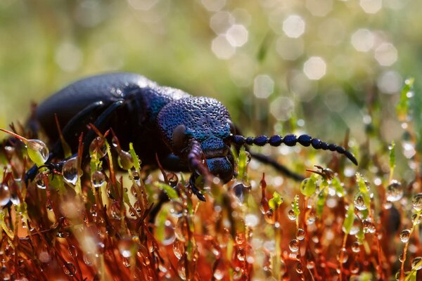 Beetle buvant de l eau et du nectar