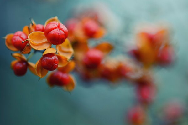 Ein Zweig mit roten Beeren im Herbstbild