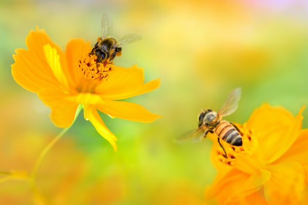 Deux abeilles sur deux fleurs jaunes