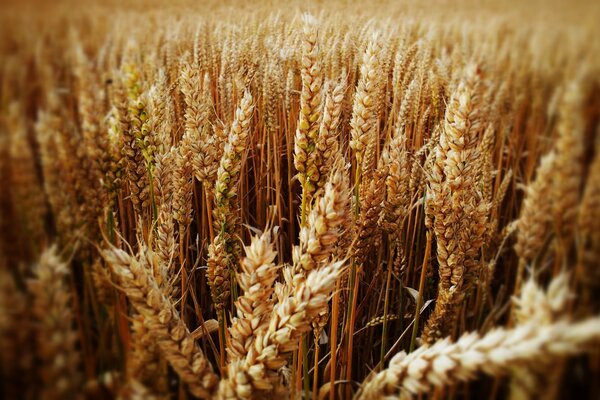 Espigas maduras en un campo de trigo