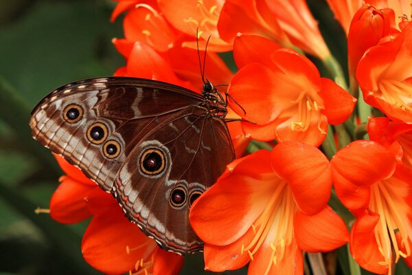 Butterfly with patterns on the wings