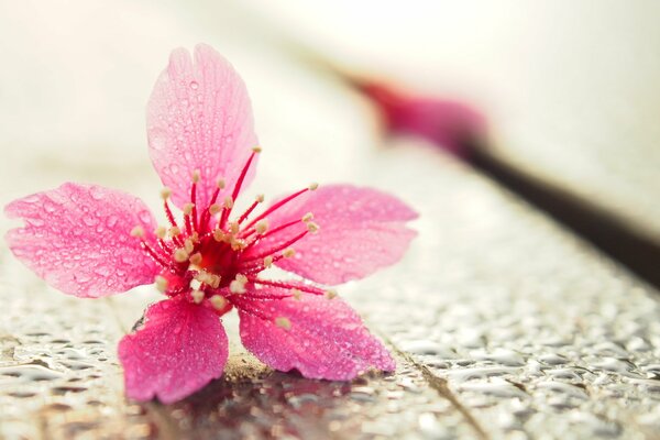 Tropfen auf einer Blume. Blume Makro