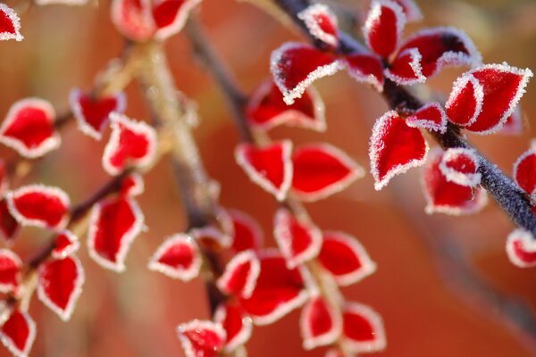 Feuilles rouges sur une branche. Macropriode