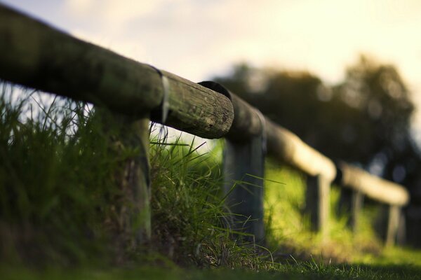 Macro photography of a wooden fence in the grass