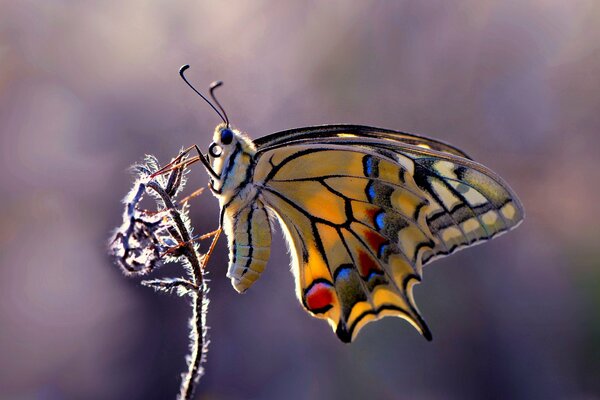 Gelber Schmetterling sitzt auf einer Pflanze