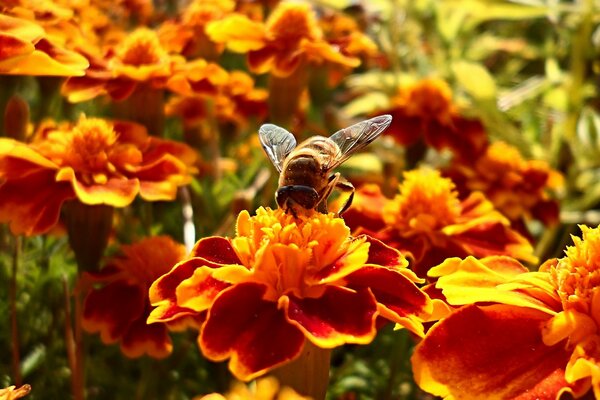 In summer, bees collect nectar