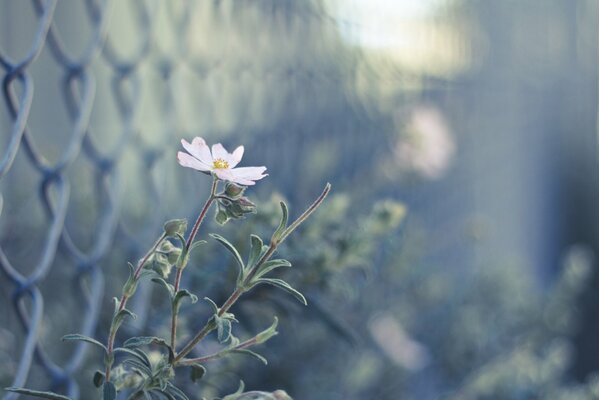 Pink flower with buds near the fence