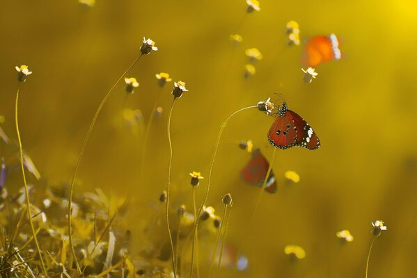 Makrofotos von Schmetterlingen, die zu den Farben fliegen