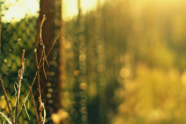 Fence grid in green branches