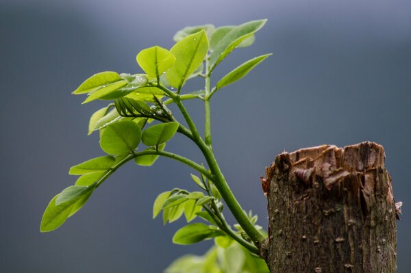 Sprouted from the hollow life