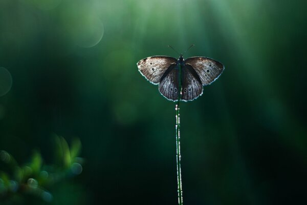 Schmetterling auf einem Stock in Lichtstrahlen