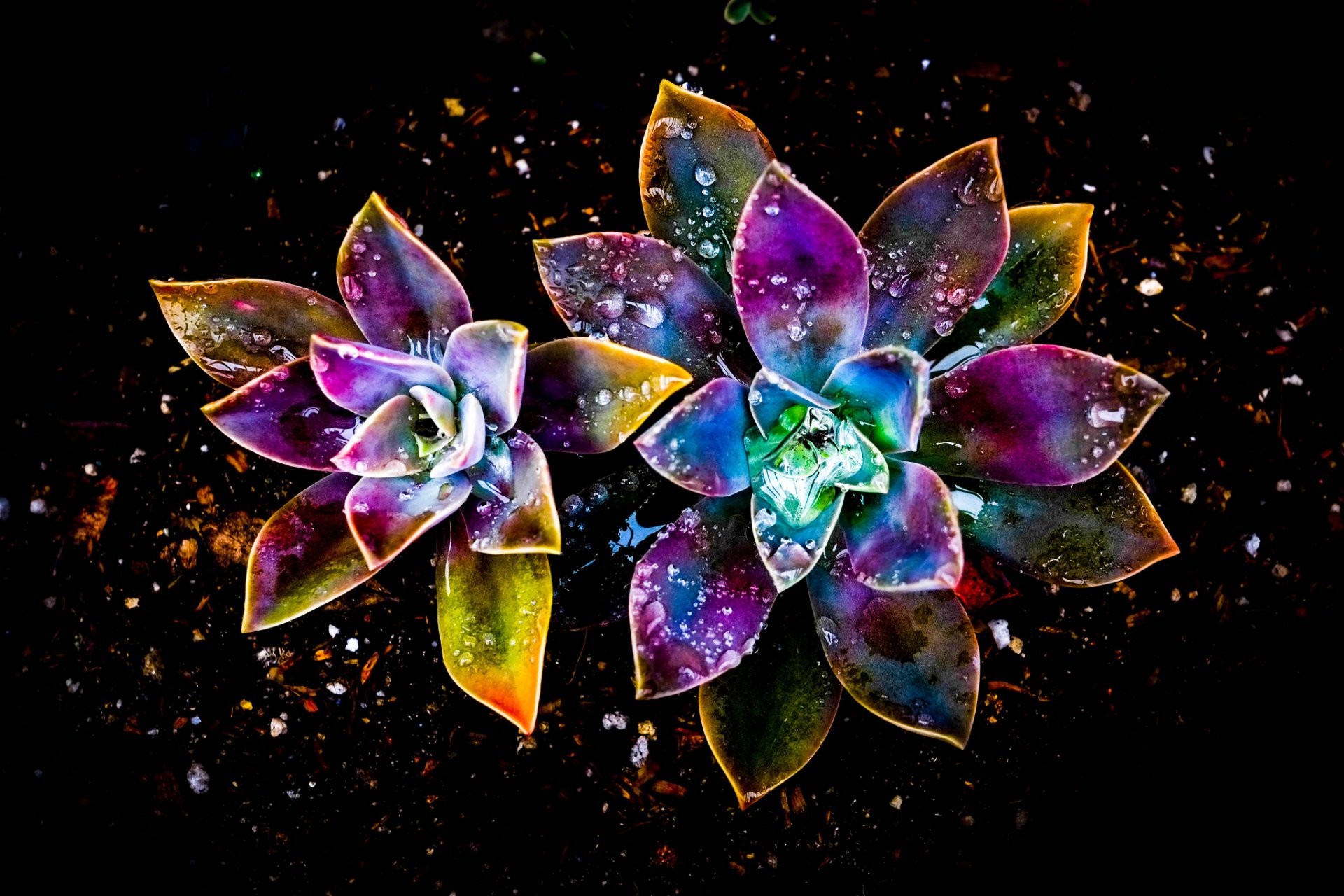 flower abstract background drop