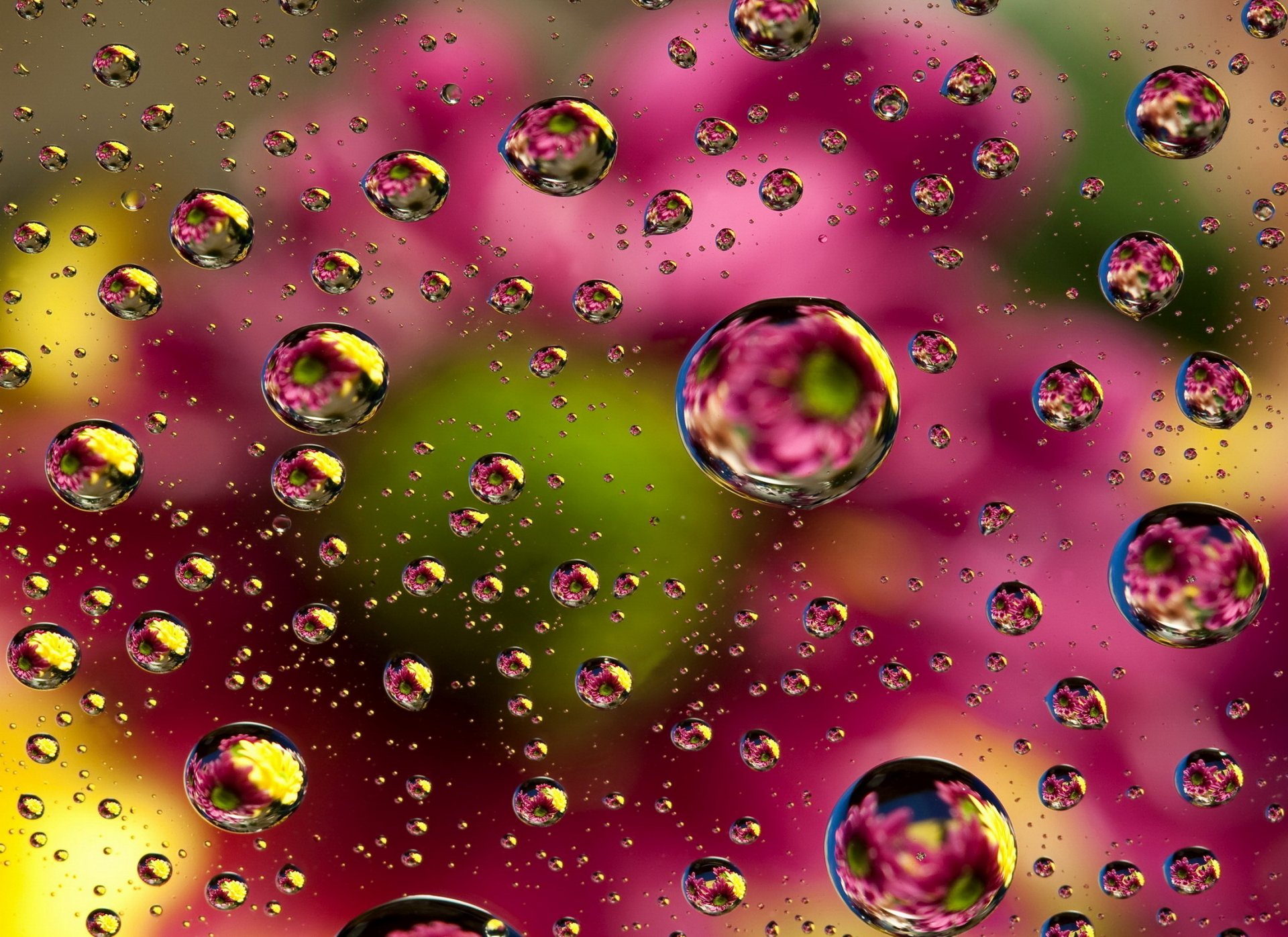 abstract colors background colorful floral bubbles abstraction