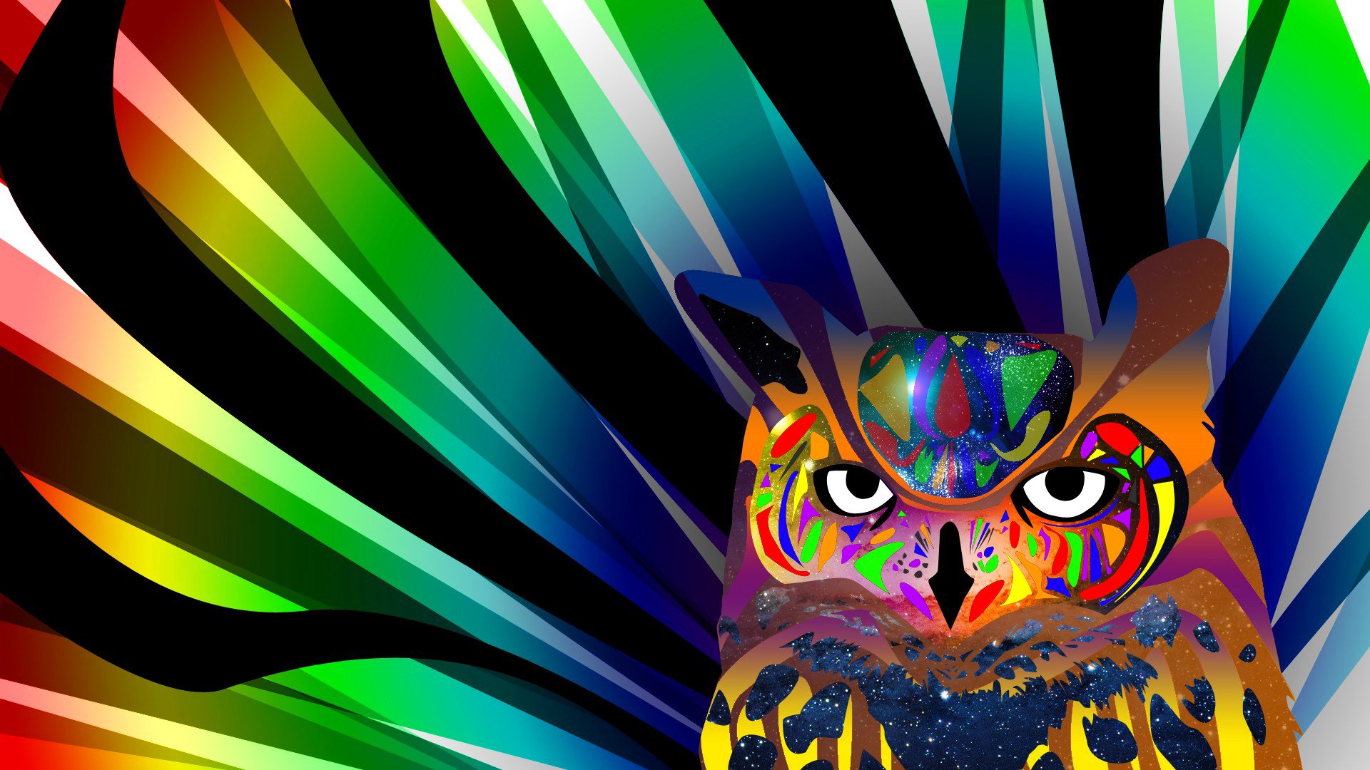 oiseau hibou couleur lignes peinture yeux