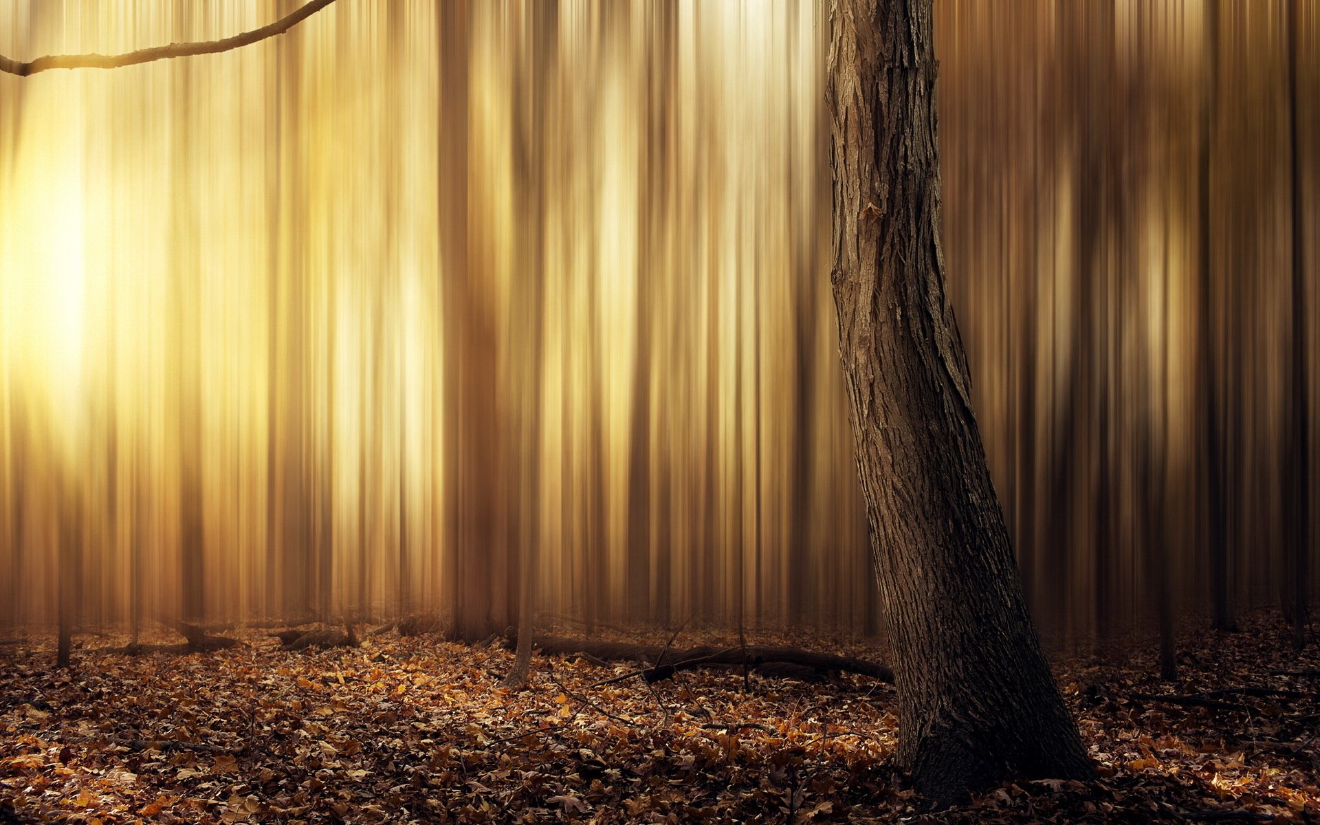 forêt arbre feuilles jaune soleil chaud abstrait