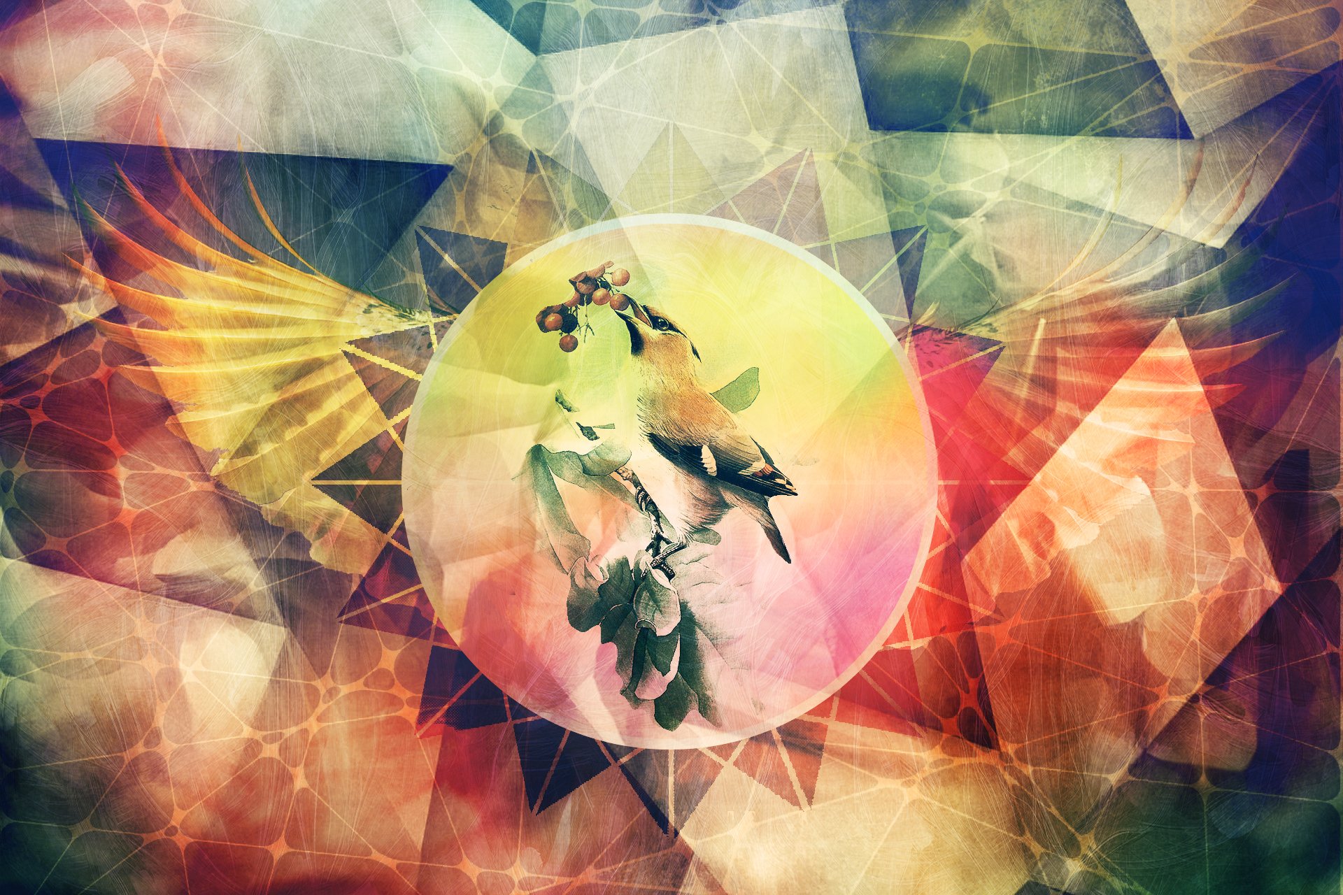 abstraction oiseau lignes grunge ailes couleur oeuvre d auteur photoshop