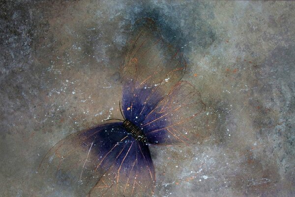 Butterfly moth with luminous wings