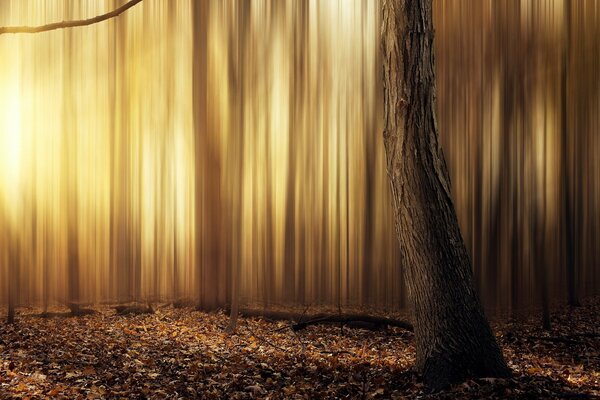 Superficie della foresta; spiriti della foresta; silenzio tra i venti; origini della vita