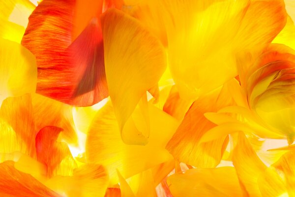 A bunch of bright orange and yellow petals