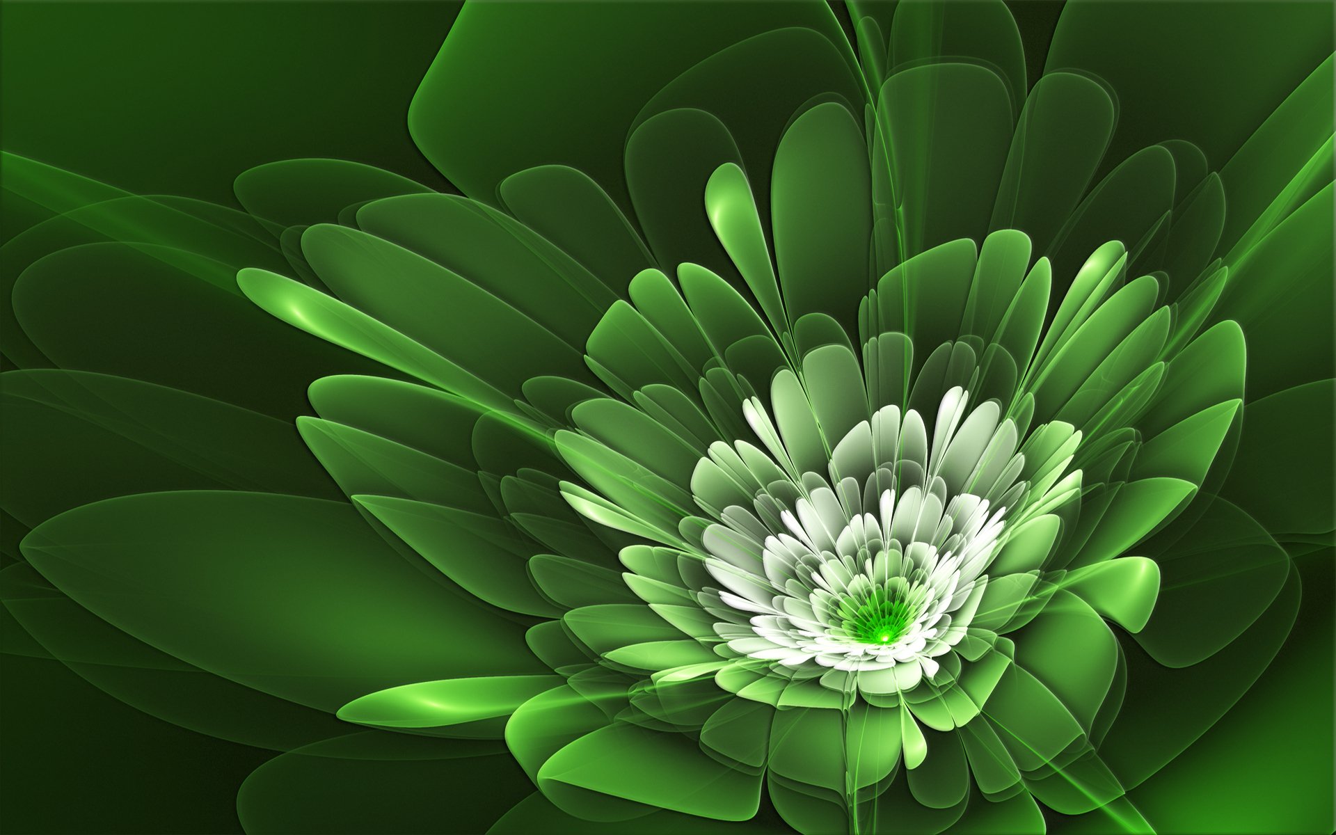 flower petals line