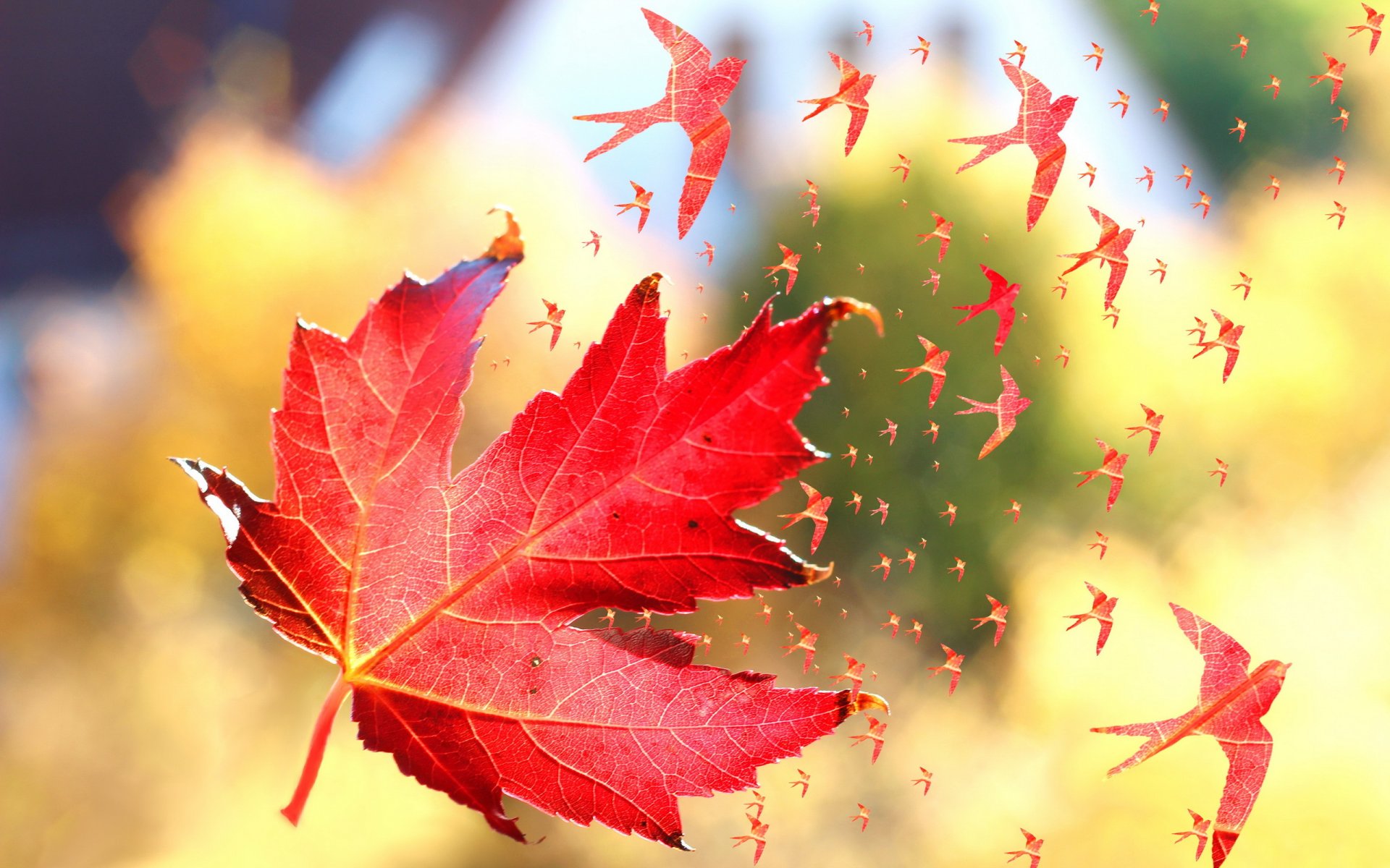 heet autumn close up bird