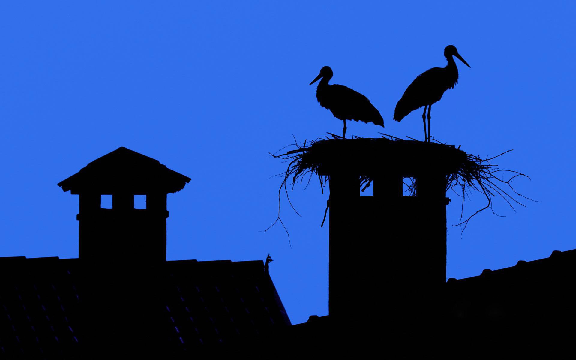 ky town roof chimney stork nest silhouette smoker tiles wallpaper