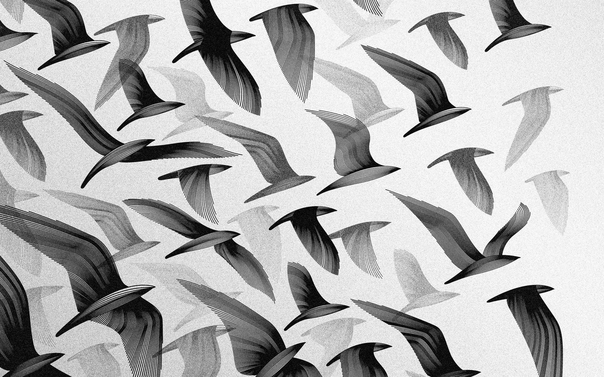 oiseaux troupeau ailes vol ciel fond d écran