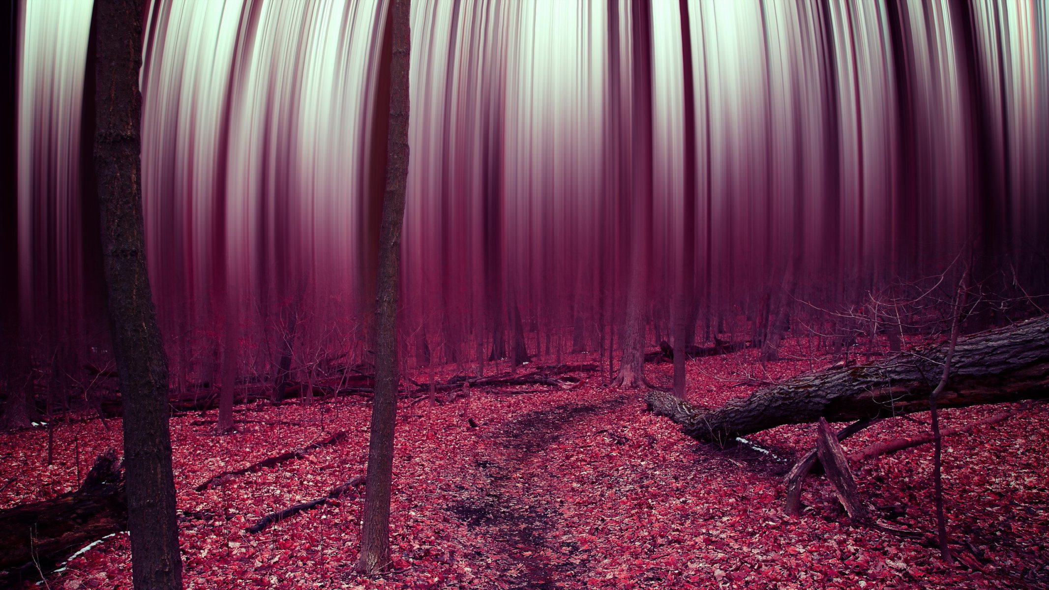 forest abstract trees leave
