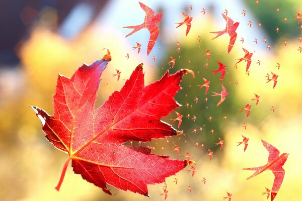 Foglia d autunno nel vento