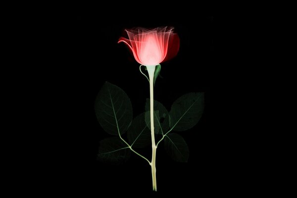 Fiore di rosa con bocciolo in fiore su sfondo nero